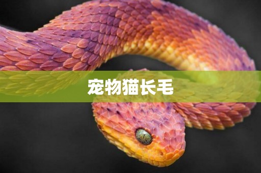 寵物貓長毛