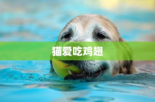 貓愛吃雞翅
