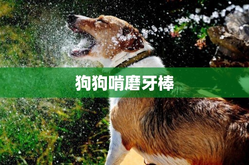 狗狗啃磨牙棒