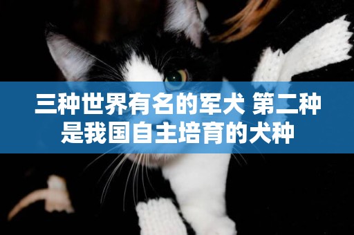 三種世界有名的軍犬 第二種是我國自主培育的犬種 三種世界有名的軍犬 第二種是我國自主培育的犬種