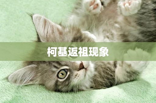 柯基返祖現象