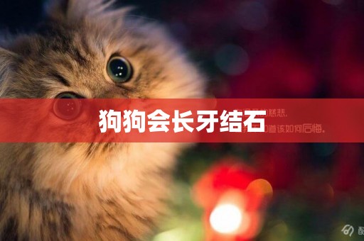 狗狗會長牙結石