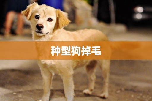種型狗掉毛
