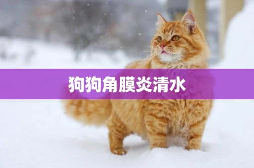 狗狗角膜炎清水