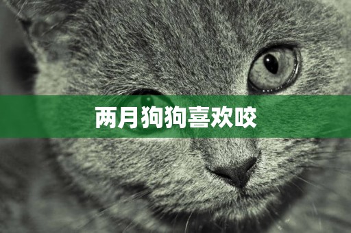 兩月狗狗喜歡咬
