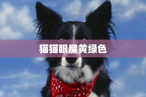貓貓眼屎黃綠色