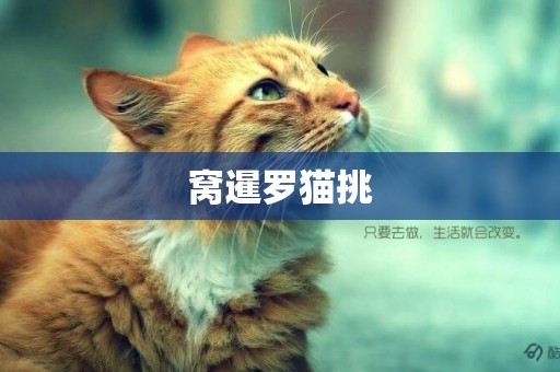 窩暹羅貓挑