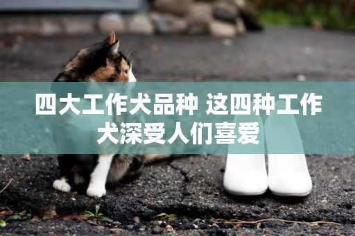 四大工作犬品種 這四種工作犬深受人們喜愛