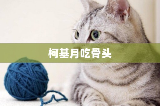 柯基月吃骨頭