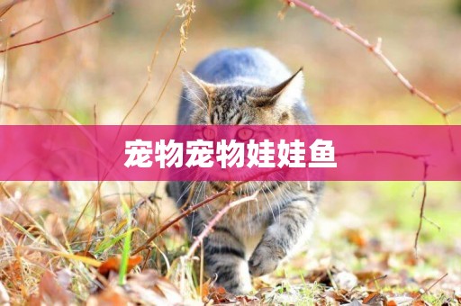 寵物寵物娃娃魚