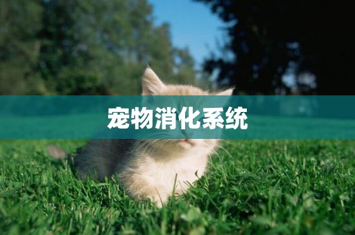 寵物消化系統