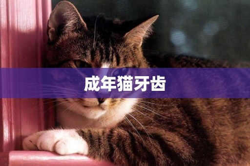成年貓牙齒