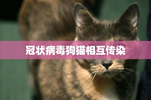 冠狀病毒狗貓相互傳染