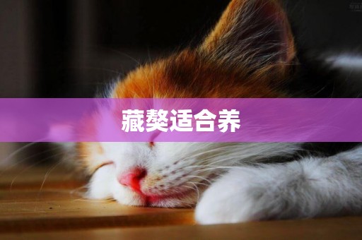 藏獒適合養