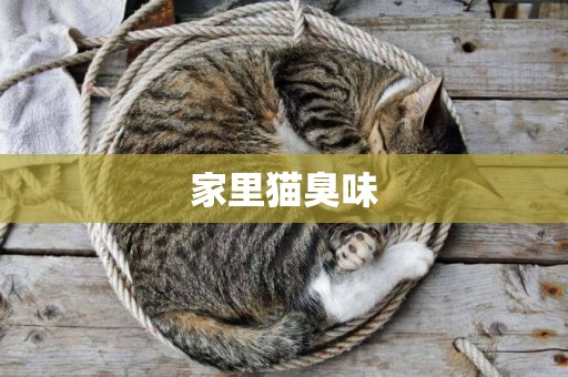 家里貓臭味
