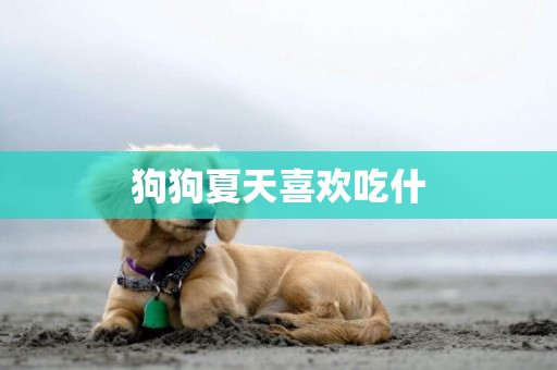 狗狗夏天喜歡吃什