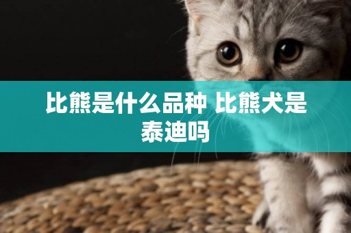 比熊是什么品種 比熊犬是泰迪嗎
