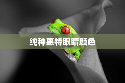 純種惠特眼睛顏色
