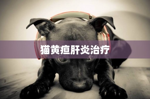 貓黃疸肝炎治療