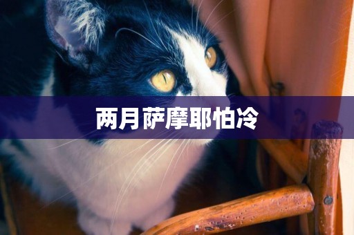 兩月薩摩耶怕冷
