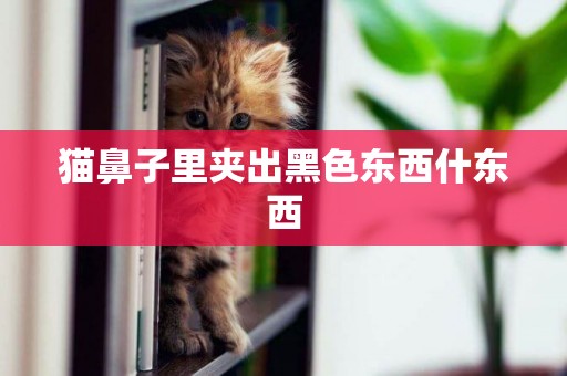 貓鼻子里夾出黑色東西什東西