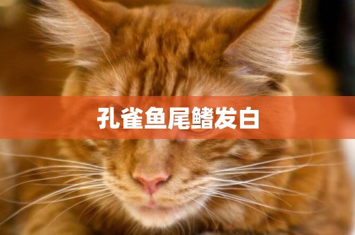 孔雀魚尾鰭發白