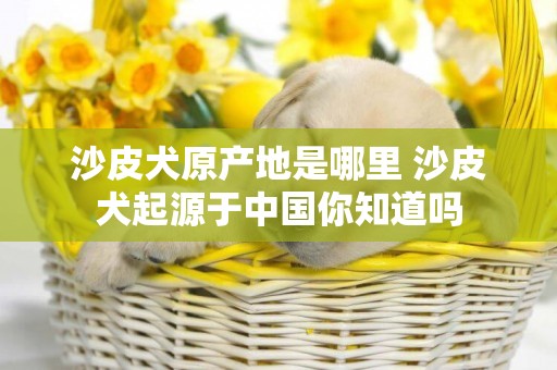 沙皮犬原產地是哪里 沙皮犬起源于中國你知道嗎