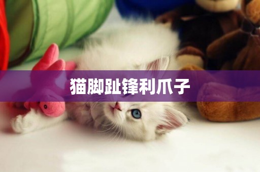 貓腳趾鋒利爪子