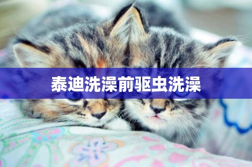 泰迪洗澡前驅蟲洗澡