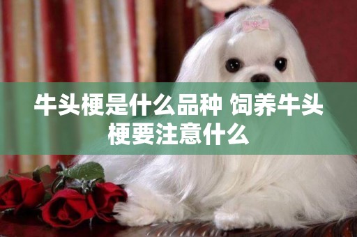 牛頭梗是什么品種 飼養牛頭梗要注意什么 牛頭梗是什么品種 飼養牛頭梗要注意什么
