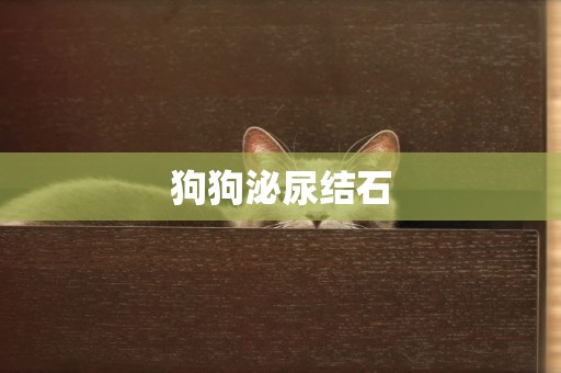 狗狗泌尿結石