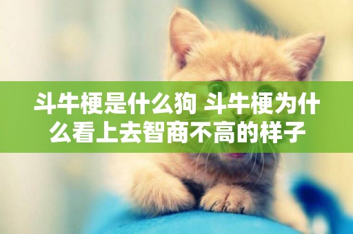 斗牛梗是什么狗 斗牛梗為什么看上去智商不高的樣子