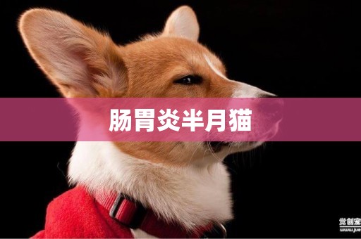 腸胃炎半月貓