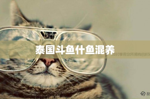 泰國斗魚什魚混養