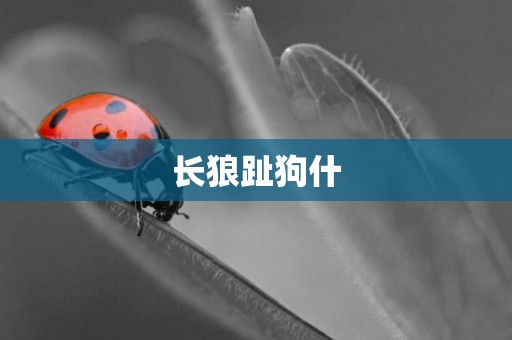 長狼趾狗什