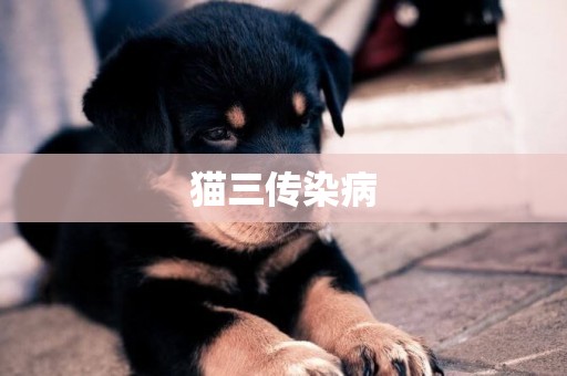 貓三傳染病