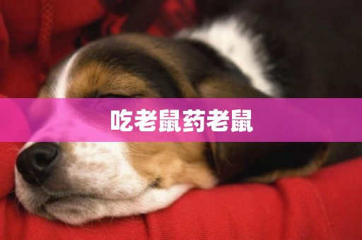 吃老鼠藥老鼠
