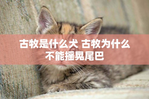 古牧是什么犬 古牧為什么不能搖晃尾巴