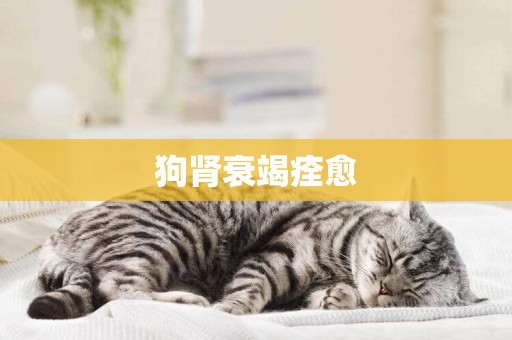 狗腎衰竭痊愈
