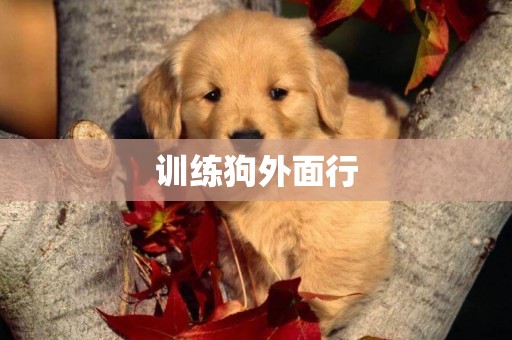 訓練狗外面行