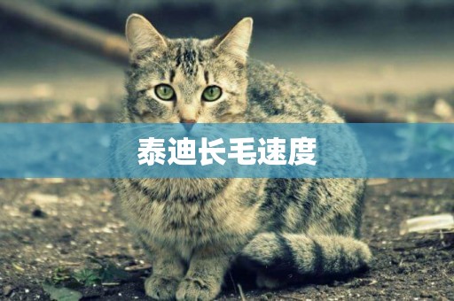 泰迪長毛速度