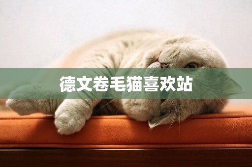 德文卷毛貓喜歡站