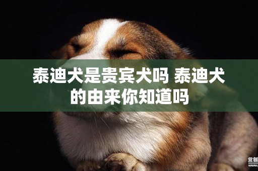 泰迪犬是貴賓犬嗎 泰迪犬的由來你知道嗎