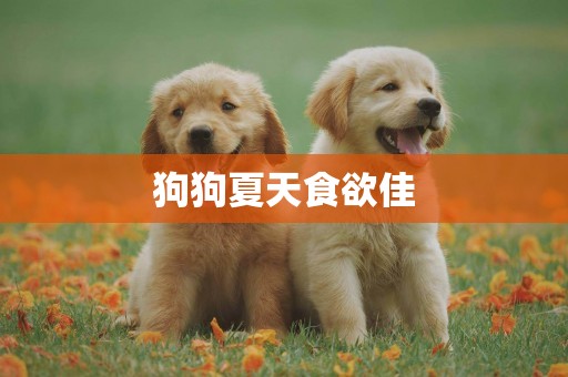 狗狗夏天食欲佳