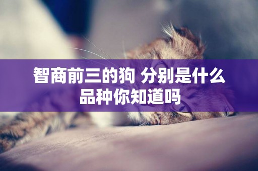 智商前三的狗 分別是什么品種你知道嗎 智商前三的狗 分別是什么品種你知道嗎