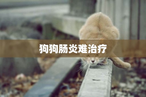 狗狗腸炎難治療