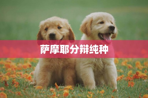 薩摩耶分辯純種