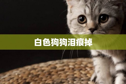 白色狗狗淚痕掉