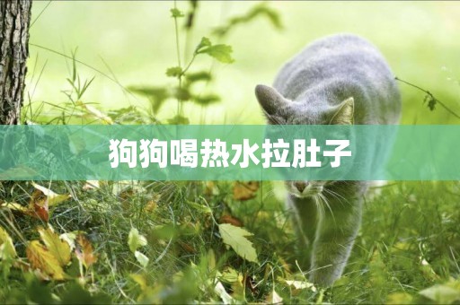 狗狗喝熱水拉肚子