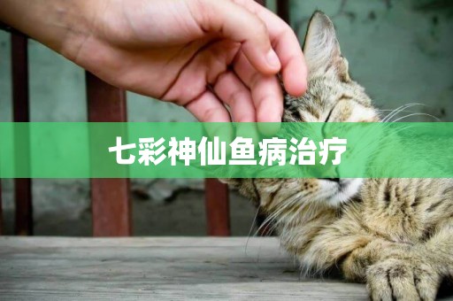 七彩神仙魚病治療